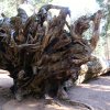 Kings canyon et Sequoia 23